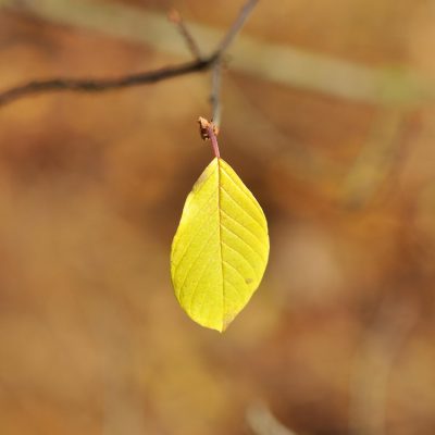 小学学科网语文内容编辑林砚秋的工作肖像，坐在堆满各年级语文教材的书桌前，手持红笔批注单元目录，神情专注